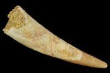 Large, Pterosaur (Siroccopteryx) Tooth - Morocco #127653-1